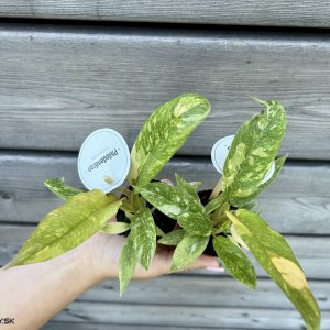 Philodendron (Filodendrón) ´RING OF FIRE´ - výška 10-15 cm, kont. P6